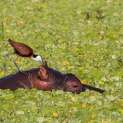 jacana d'Afrique sur le tête d'un hipopotame