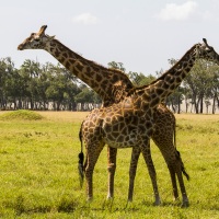 Girafe