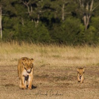 Lionne et ses lionceaux