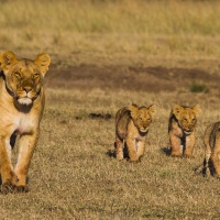 Lionne et ses lionceaux