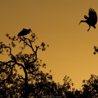 Ibis au lever de soleil