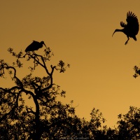Ibis au lever de soleil