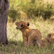 lionceaux