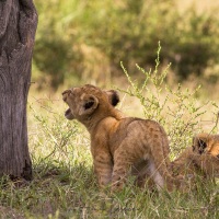 lionceaux