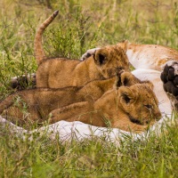 Lionne allaitant sa progéniture