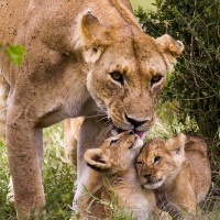 Retrouvailles de la lionne et ses lionceaux