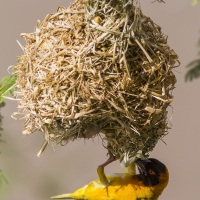 Tisserin à tête rousse ajustant son nid