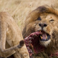 Repas de lions, ici un hipopotame