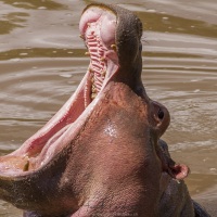Hipopotame