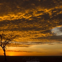 Lever de soleil sur la savanne