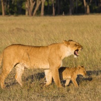 Lionne  et son lionceau