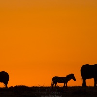 élephants et zèbre sur fond de Lever de soleil