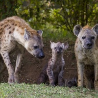 Hyenes et leurs jeunes devant le terrier