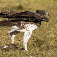 Aigle martial et sa proie: un varan