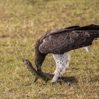 Aigle martial Aigle martial et sa proie: un varan dévoré vivant