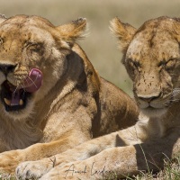 lionnnes au repos