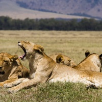 La sieste des lion après avoir bien mangé