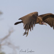 Vautour africain