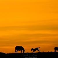 zèbres sur fond de Lever de soleil