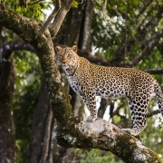 Léopard sur son arbre