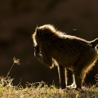 Babouin en contre-jour