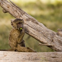 Jeune babouinmangeant un fruit