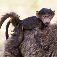 Bébé babouin sur le dos maternel