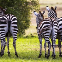 Zebres: vue de "fesses"