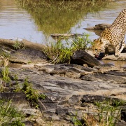 guepard étanchant sa soif