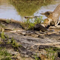 guepard étanchant sa soif