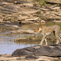 guepard partant en chasse