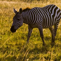 Zebre