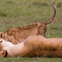 Calin de lionceau