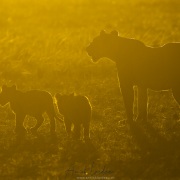Contre-jour sur la lionne et ses lionceaux