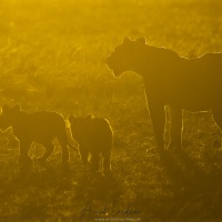 Contre-jour sur la lionne et ses lionceaux