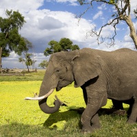 Elephant longeant de la mare recouverte de jacynthes d'eau