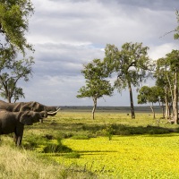 Elephants se désaltérant