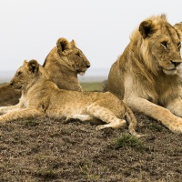 Lion, Maasaï Mara