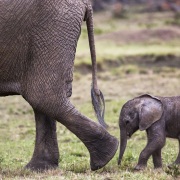Eléphant, Maasaï Mara