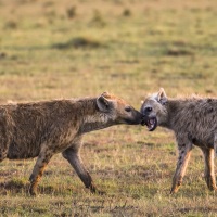 Hyènes tachetées, Maasaï Mara