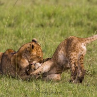 Insouciance de lionceaux