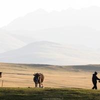 Plateau de Son Kul: scène de vie