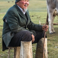 Plateau de Son Kul: à l'heure de la traite des vaches