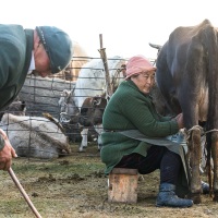 Plateau de Son Kul: traite des vaches