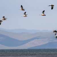 Plateau de Son Kul: tadorne casarca