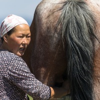 Plateau de Son Kul: traite des juments