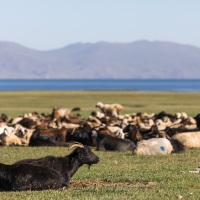 Plateau de Son Kul: troupeau au repos