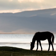 Plateau de Son Kul: cheval kirghize