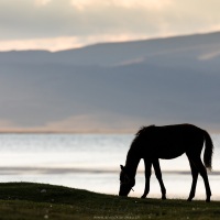Plateau de Son Kul: cheval kirghize