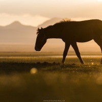 Plateau de Son Kul: cheval kirghize